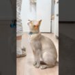 「ねぇまだ？」ってお喋り  #猫 #ねこ #こねこ #猫のいる暮らし #シンガプーラ #cat #catshorts