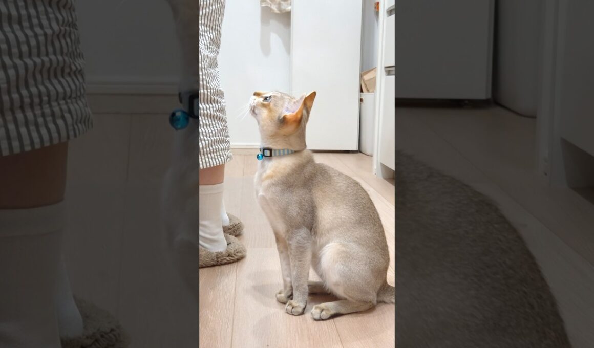 「ねぇまだ？」ってお喋り  #猫 #ねこ #こねこ #猫のいる暮らし #シンガプーラ #cat #catshorts