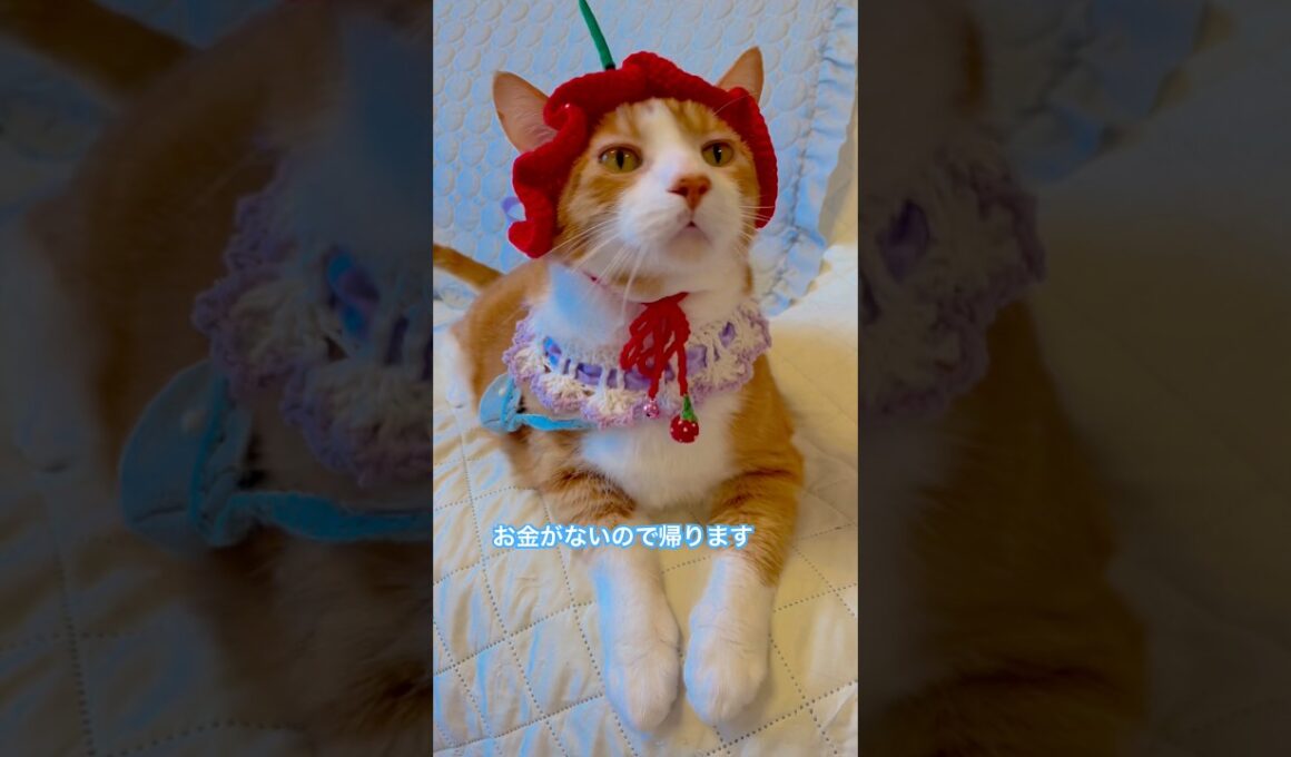 魚売り場で生がいいと言う猫がいますがSeafood section  #shorts #cat #猫のいる暮らし
