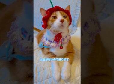 魚売り場で生がいいと言う猫がいますがSeafood section  #shorts #cat #猫のいる暮らし
