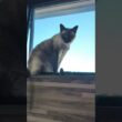 外を見るシャム猫😺 - Cats seeing outside - #shorts #cat