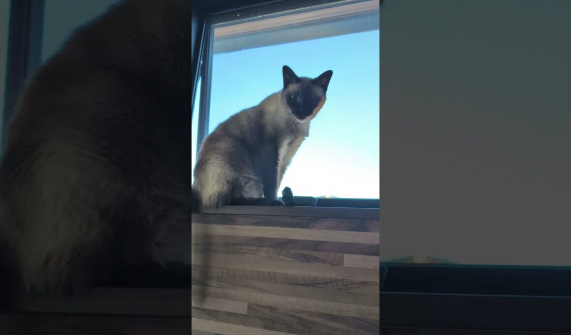 外を見るシャム猫😺 - Cats seeing outside - #shorts #cat