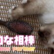 バーマン猫ラフ【大切な相棒】Precious partner（バーマン猫）Birman/Cat