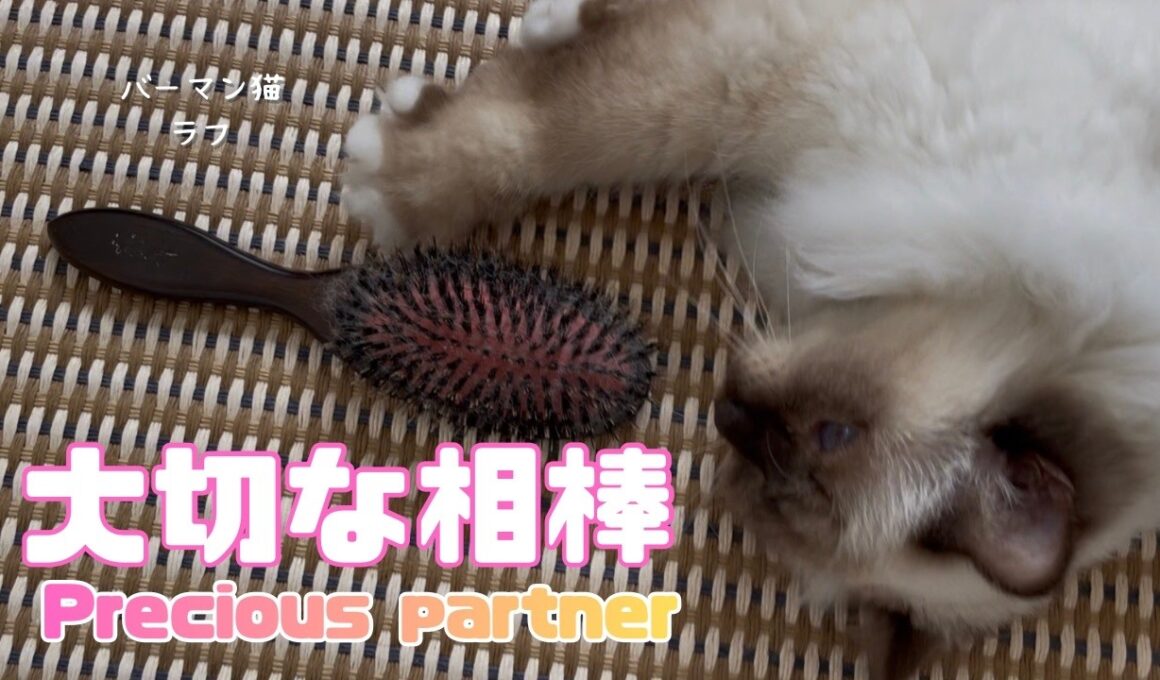 バーマン猫ラフ【大切な相棒】Precious partner（バーマン猫）Birman/Cat
