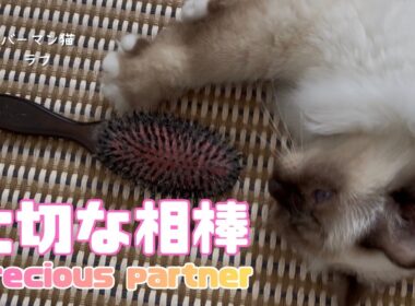 バーマン猫ラフ【大切な相棒】Precious partner（バーマン猫）Birman/Cat