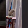 張込み中 #catshorts #ねこ動画 #アメリカンカール #cat