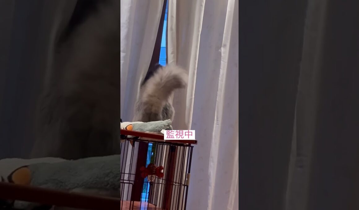 張込み中 #catshorts #ねこ動画 #アメリカンカール #cat