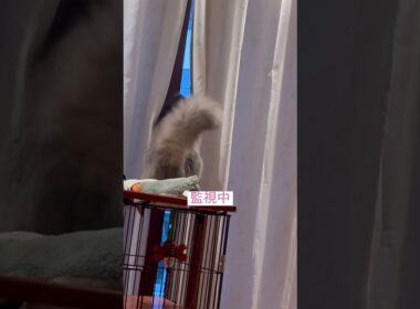張込み中 #catshorts #ねこ動画 #アメリカンカール #cat