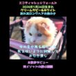 神メソッドでどこでも一緒の猫に🐱折れ耳ロングヘア  オッドアイのスコティッシュくん#飼い主様募集中 #猫の躾 #神メソッド #スコティッシュフォールド