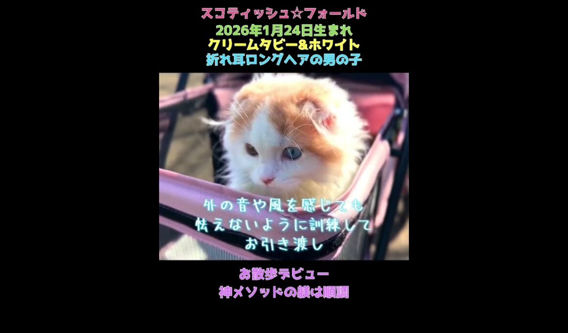 神メソッドでどこでも一緒の猫に🐱折れ耳ロングヘア  オッドアイのスコティッシュくん#飼い主様募集中 #猫の躾 #神メソッド #スコティッシュフォールド
