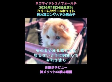 神メソッドでどこでも一緒の猫に🐱折れ耳ロングヘア  オッドアイのスコティッシュくん#飼い主様募集中 #猫の躾 #神メソッド #スコティッシュフォールド