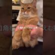口角を上げてほほえむ猫【ソマリのぷー】#猫 #cat #猫のいる暮らし #猫のいる生活 #猫動画 #cat #catvideos #shortvideo #shorts #short