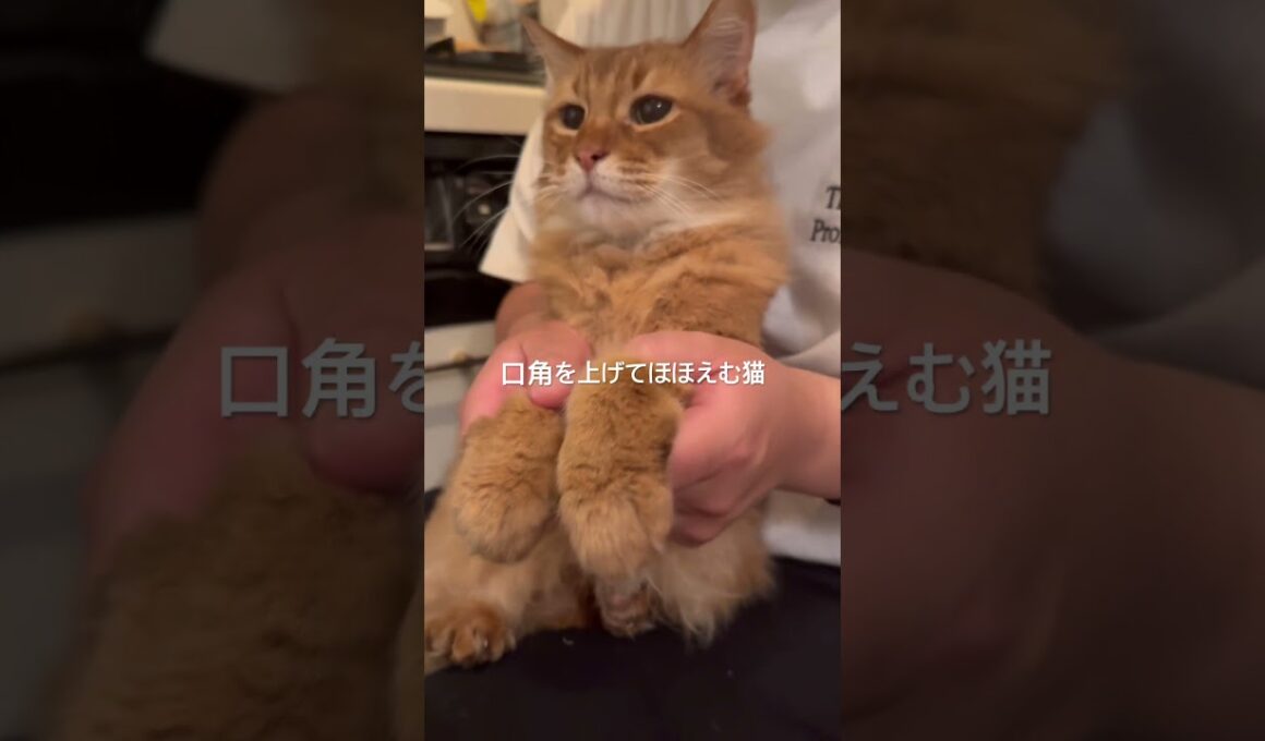 口角を上げてほほえむ猫【ソマリのぷー】#猫 #cat #猫のいる暮らし #猫のいる生活 #猫動画 #cat #catvideos #shortvideo #shorts #short