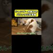 シャンプーの香りでパニックになる猫　#猫 #おもしろ #アテレコ #ニャンチューバーつくし