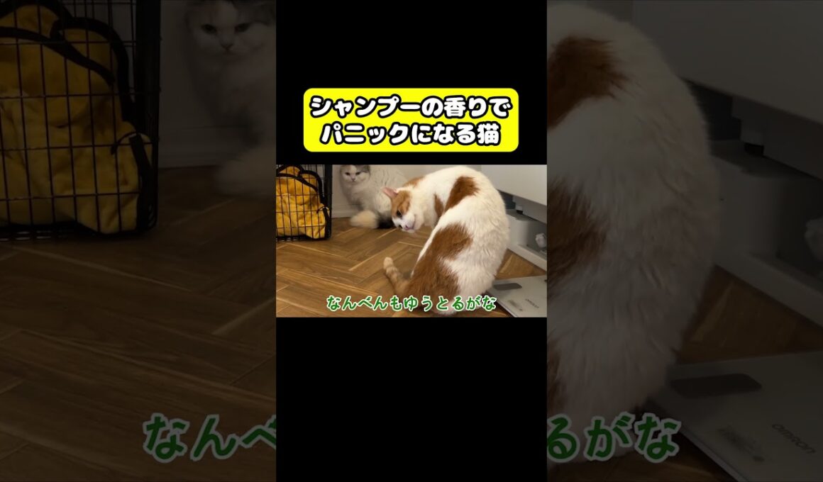 シャンプーの香りでパニックになる猫　#猫 #おもしろ #アテレコ #ニャンチューバーつくし