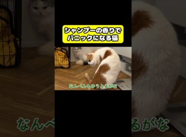 シャンプーの香りでパニックになる猫　#猫 #おもしろ #アテレコ #ニャンチューバーつくし