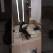 玄関で遊ぶメインクーン子猫達が楽しそう