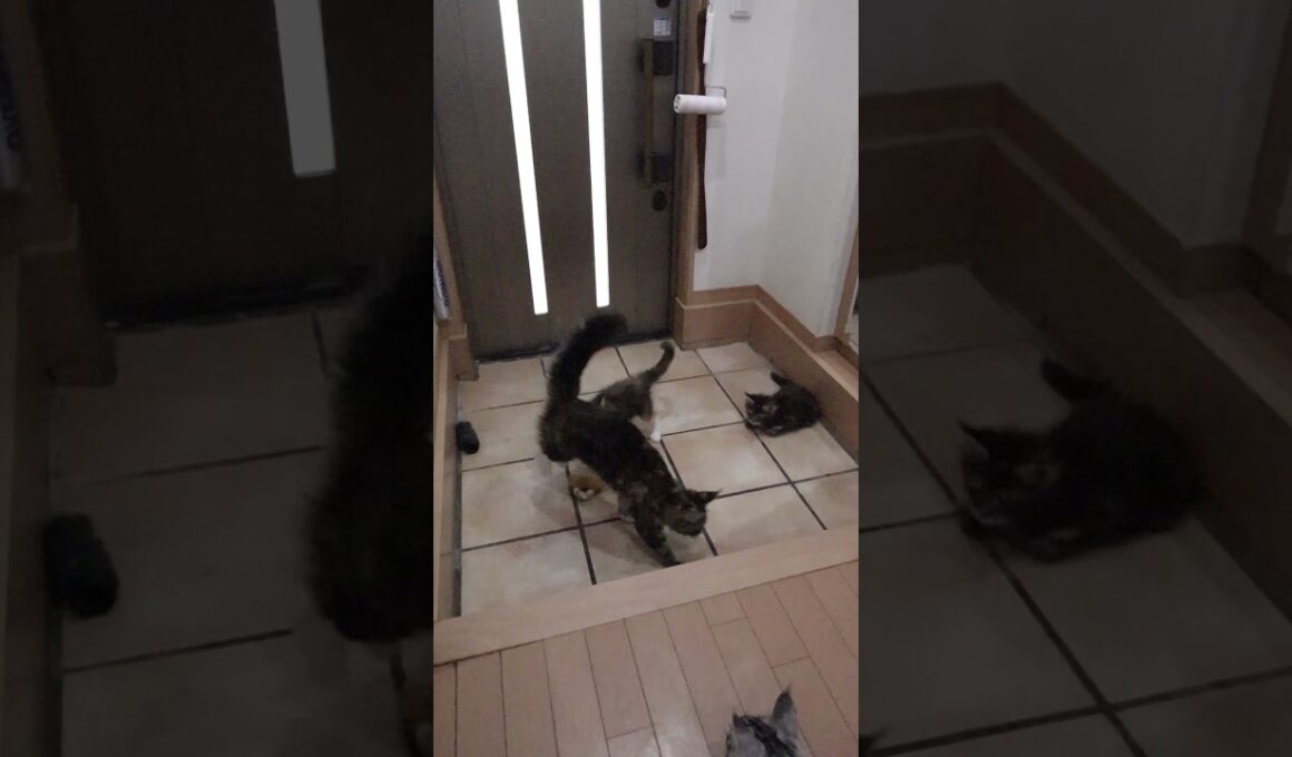 玄関で遊ぶメインクーン子猫達が楽しそう