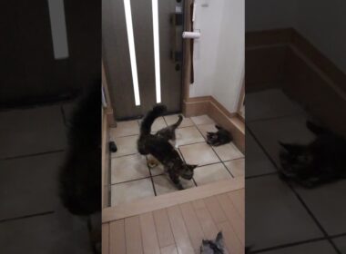 玄関で遊ぶメインクーン子猫達が楽しそう