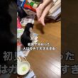 猫がなんでこの動きをしたか初見で分かったらマジですごい #子猫 #白黒猫 #ハチワレ #shorts