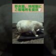 シャム母さんとBOSSは良好関係？なんか健気なBOSS。