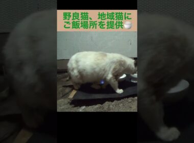 シャム母さんとBOSSは良好関係？なんか健気なBOSS。