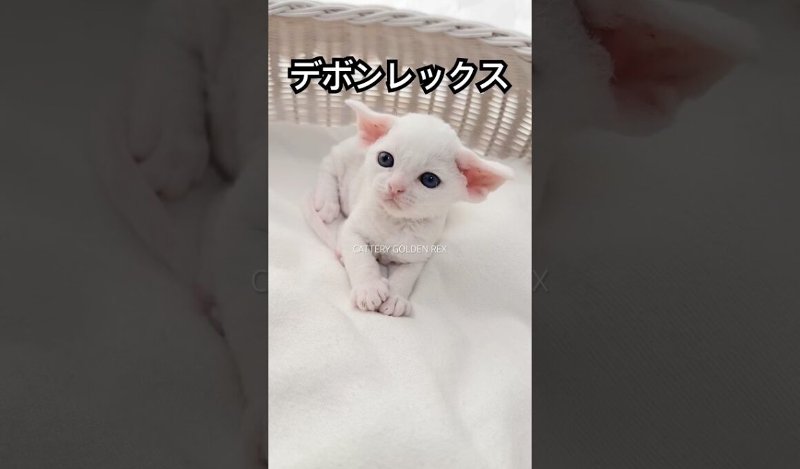 【デボンレックス】 #子猫 #デボンレックス #goldenrex #emeraldspirit #devonrex #デボンレックスブリーダー #ブリーダー #shorts #こねこ #白猫 #猫