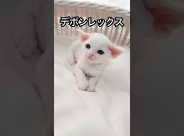 【デボンレックス】 #子猫 #デボンレックス #goldenrex #emeraldspirit #devonrex #デボンレックスブリーダー #ブリーダー #shorts #こねこ #白猫 #猫