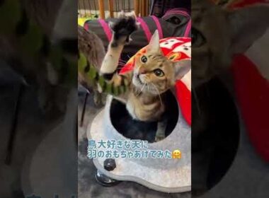 【ベンガル×シンガプーラ】野生を取り戻した猫【＃shorts】