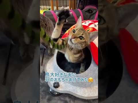 【ベンガル×シンガプーラ】野生を取り戻した猫【＃shorts】