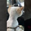 drive猫…〖猫ヘアカット〗完了し、帰路につくチーノ（大好き助手席＝ママ抱っこ）【猫：今日のひとコマ】ホワイトヒマラヤン15歳チーノ　#cat #cute #猫のいる暮らし