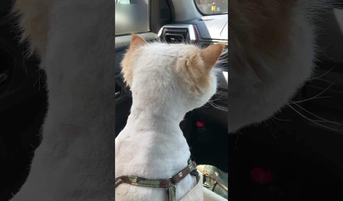 drive猫…〖猫ヘアカット〗完了し、帰路につくチーノ（大好き助手席＝ママ抱っこ）【猫：今日のひとコマ】ホワイトヒマラヤン15歳チーノ　#cat #cute #猫のいる暮らし