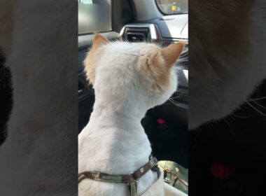 drive猫…〖猫ヘアカット〗完了し、帰路につくチーノ（大好き助手席＝ママ抱っこ）【猫：今日のひとコマ】ホワイトヒマラヤン15歳チーノ　#cat #cute #猫のいる暮らし