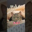 【愛猫🐾】僕は、風になる💕＃ラグドール＃夜の踊り子＃猫動画#shorts
