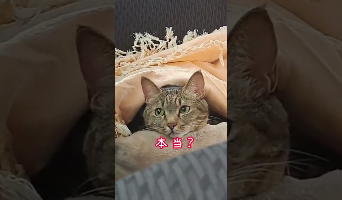 【愛猫🐾】僕は、風になる💕＃ラグドール＃夜の踊り子＃猫動画#shorts