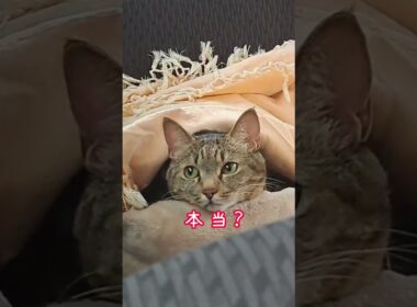 【愛猫🐾】僕は、風になる💕＃ラグドール＃夜の踊り子＃猫動画#shorts