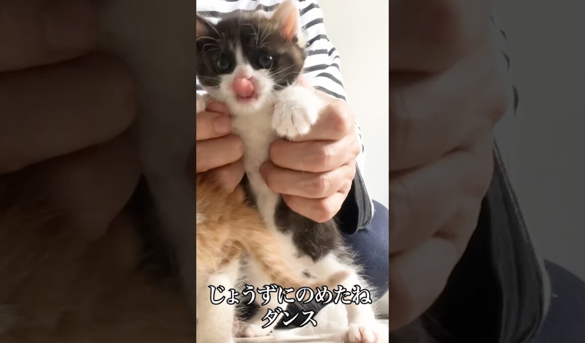 🐱子猫のおくすり💊チャレンジとダンス   #cat #kitten #猫 #子猫 #ねこ #こねこ #保護猫  #shorts  #猫のいる暮らし
