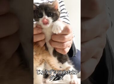 🐱子猫のおくすり💊チャレンジとダンス   #cat #kitten #猫 #子猫 #ねこ #こねこ #保護猫  #shorts  #猫のいる暮らし