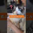 猫が喜ぶ動画を見せてみた２　#猫 #cat #ラグドール