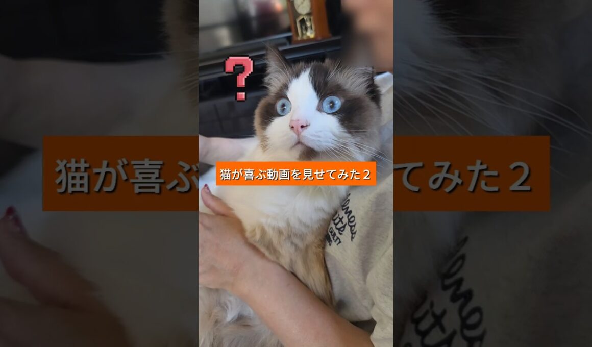 猫が喜ぶ動画を見せてみた２　#猫 #cat #ラグドール