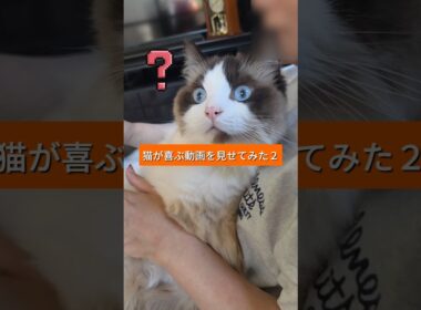 猫が喜ぶ動画を見せてみた２　#猫 #cat #ラグドール