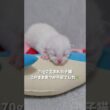 70gで生まれた子猫、このまま育つか不安でした