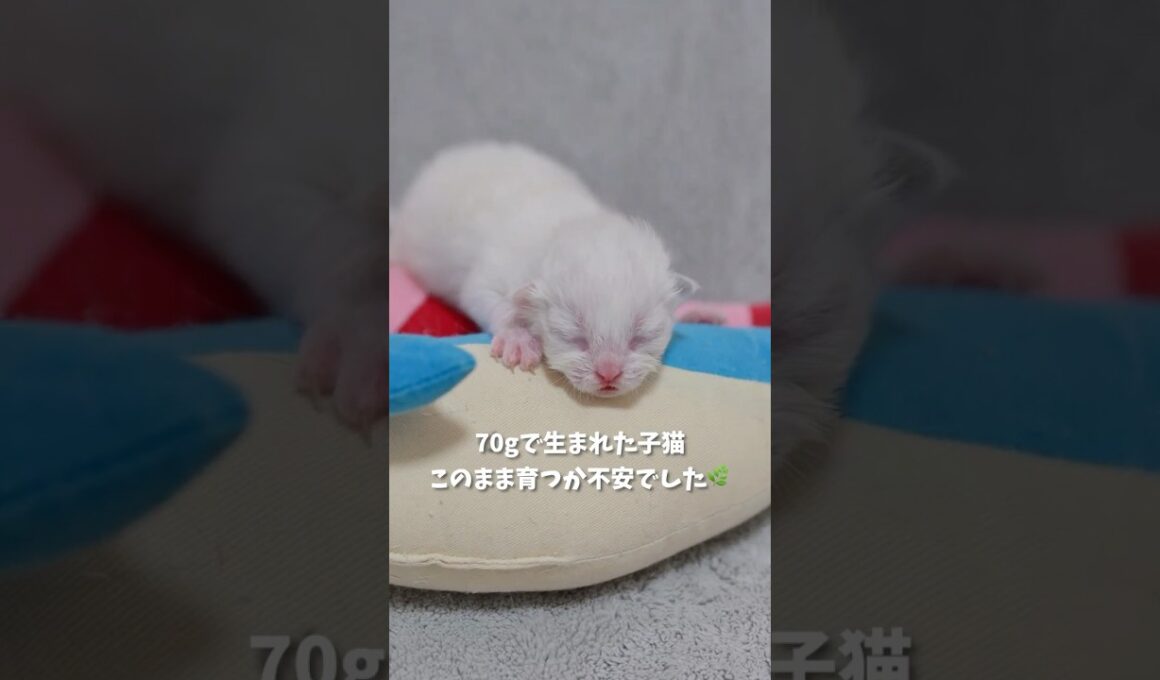 70gで生まれた子猫、このまま育つか不安でした