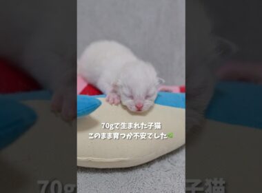 70gで生まれた子猫、このまま育つか不安でした