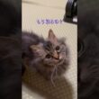 布団に飛ぶ猫 #cat #猫のいる暮らし #猫好きさんと繋がりたい #shorts
