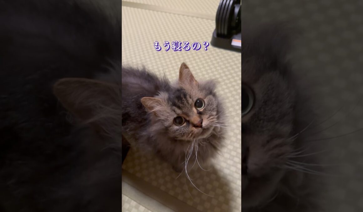 布団に飛ぶ猫 #cat #猫のいる暮らし #猫好きさんと繋がりたい #shorts