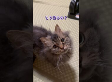 布団に飛ぶ猫 #cat #猫のいる暮らし #猫好きさんと繋がりたい #shorts