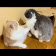 【不仲⁉︎】兄組の喧嘩は、誰が止める！？ノルウェージャンフォレストキャットとターキッシュアンゴラ
