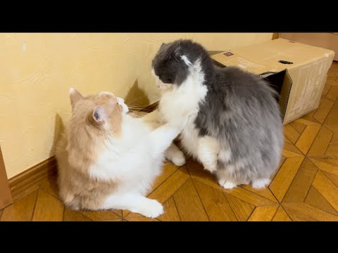 【不仲⁉︎】兄組の喧嘩は、誰が止める！？ノルウェージャンフォレストキャットとターキッシュアンゴラ