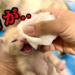 産まれた子猫の目に異変が起きました【保護猫】